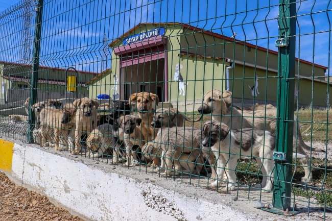 Van'da 11 bin 790 sokak hayvanı yeniden yaşama tutundu